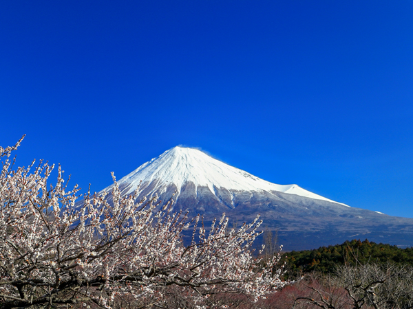 富士市エリア